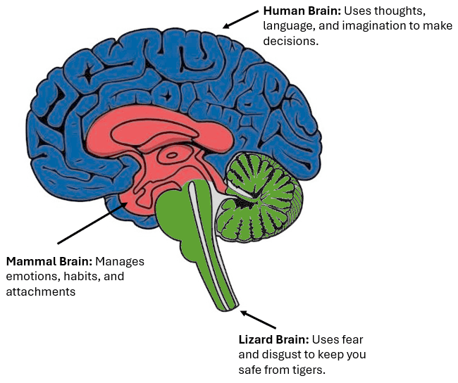 The three brains: lizard, monkey, and human
